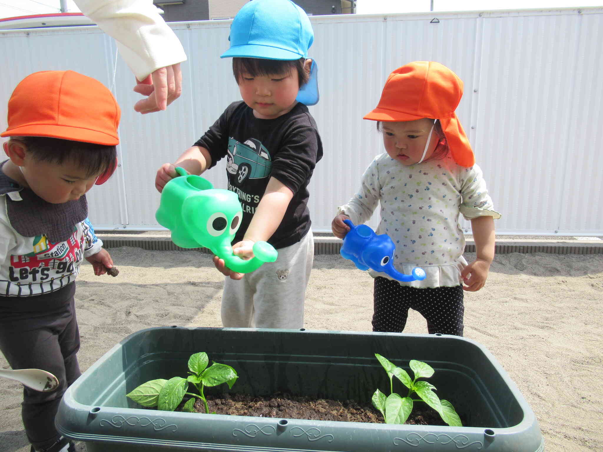 野菜の苗に興味津々～1歳児あひる組～｜ニチイキッズ天王みなみ保育園